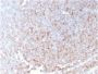 CD21 (Mature B-Cell & Follicular Dendritic Cell Marker)(rCR2/1952), 1mg/mL