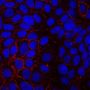 CD81 Mouse Monoclonal Antibody (5A6), R-PE Conjugate - Biotium Choice