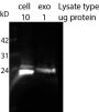 CD9 Recombinant Monoclonal Mouse Antibody (2310.9), R-PE Conjugate - Biotium Choice
