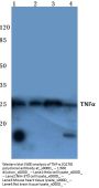 Anti-TNF-Alpha (Q178) Antibody