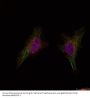 Anti-BRCA1 (Ab-1524) Antibody