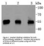 Anti-PTEN Antibody