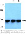 Anti-PTEN (S364) Antibody