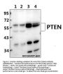 Anti-PTEN (S364) Antibody