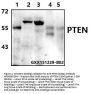 Anti-PTEN (S364) Antibody