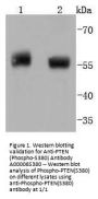 Anti-PTEN (Phospho-S380) Antibody