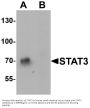 Anti-STAT3 Antibody