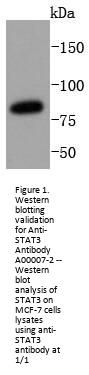 Anti-STAT3 Antibody