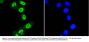 Anti-STAT3 (Phospho-S727) Antibody