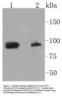 Anti-STAT3 (Phospho-S727) Antibody