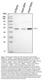 Anti-Foxp3 Antibody PicobandÂ®