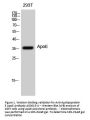 Anti-Apolipoprotein E ApoE Antibody