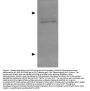 Anti-APOLIPOPROTEINE APOE Antibody