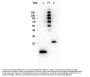 Anti-TGF beta 1 TGFB1 Antibody