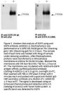 Anti-EGFR Antibody