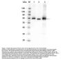 Anti-AKT AKT1 Antibody