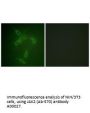 Anti-JAK2 (Ab-570) Antibody