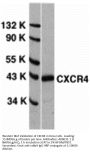 Anti-CXCR4 Antibody