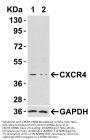 Anti-CXCR4 Antibody