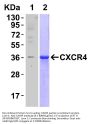 Anti-CXCR4 Antibody