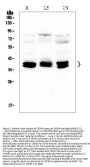Anti-CXCR4 Antibody Picoband®