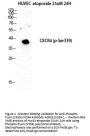 Anti-Phospho-Fusin (S339) CXCR4 Antibody