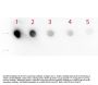 Anti-NOTCH 1 Antibody