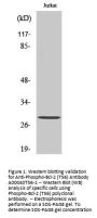 Anti-Phospho-Bcl-2 (T56) Antibody