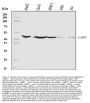 Anti-Caspase-8/CASP8 Antibody Picoband®