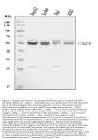 Anti-Caspase-8/CASP8 Antibody Picoband®