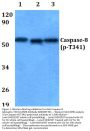 Anti-Caspase-8 (phospho-T341) CASP8 Antibody