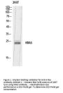 Anti-K-Ras Antibody