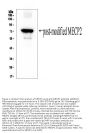 Anti-MECP2 Antibody Picoband®