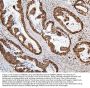 Anti-MECP2 Antibody Picoband®