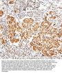 Anti-MECP2 Antibody Picoband®