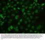 Anti-MECP2 Antibody Picoband®