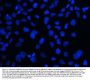 Anti-MECP2 Antibody Picoband®