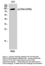 Anti-Phospho-CD44 (S706) Antibody