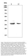 Anti-Fas Antibody Picoband®