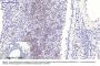 Anti-Phospho-Smad3 (S425) Antibody