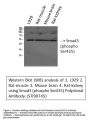 Anti-Phospho-Smad3 (S425) Antibody