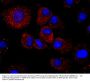 Anti-Haptoglobin HP Antibody