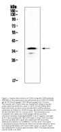 Anti-CD40/Cd40 Antibody Picoband®