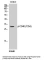 Anti-Phospho-CD40 (T254) Antibody