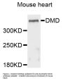 Anti-Dystrophin DMD Antibody