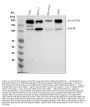 Anti-IGF1R Antibody Picoband®