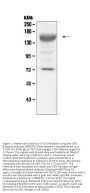 Anti-IGF1 Receptor/Igf1r Antibody Picoband®