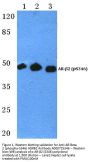 Anti-AR-Beta 2 (phospho-S346) ADRB2 Antibody