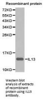 Anti-Interleukin-13 IL13 Antibody