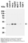 Anti-Caspase-9 CASP9 Antibody